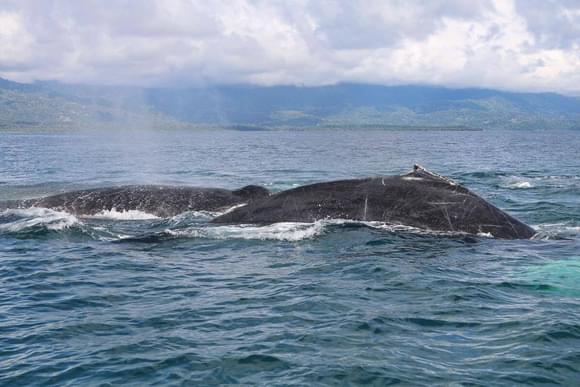 a pair of humback whales emerge from the Pacific ocean with the hills of uvita and dominical in the background