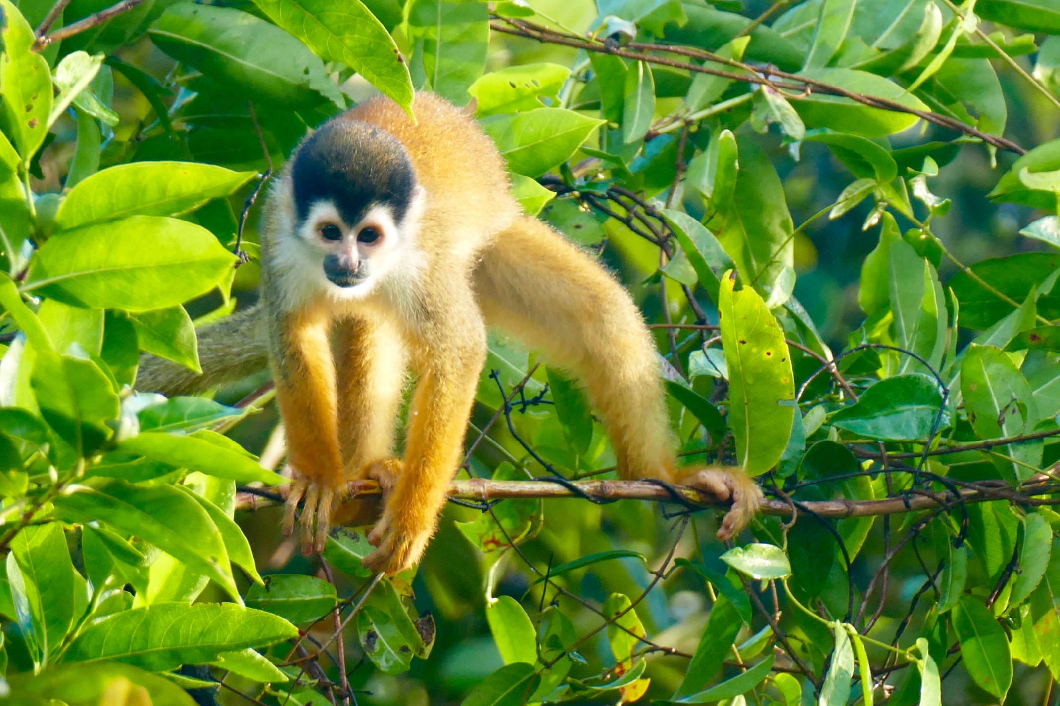 Costa rica osa peninsula squirrel monkey c pura aventura m power