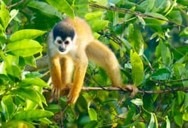 Costa rica osa peninsula squirrel monkey c pura aventura m power