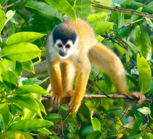 Costa rica osa peninsula squirrel monkey c pura aventura m power