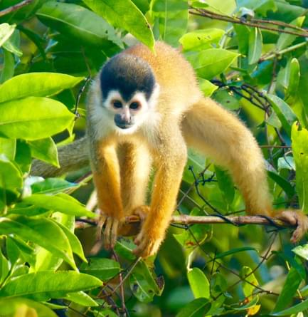 squirrel monkey osa peninsula