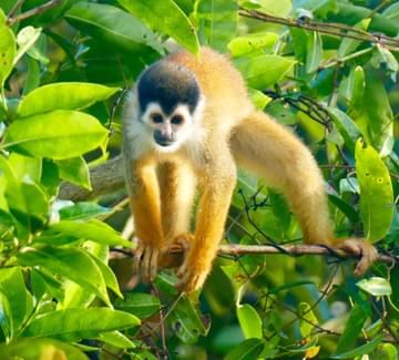 squirrel monkey in the canopy on the osa peninsula