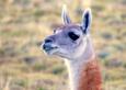 Chile patagonia torres del paine guanaco close up2