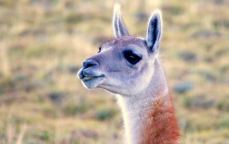 Chile patagonia torres del paine guanaco close up2