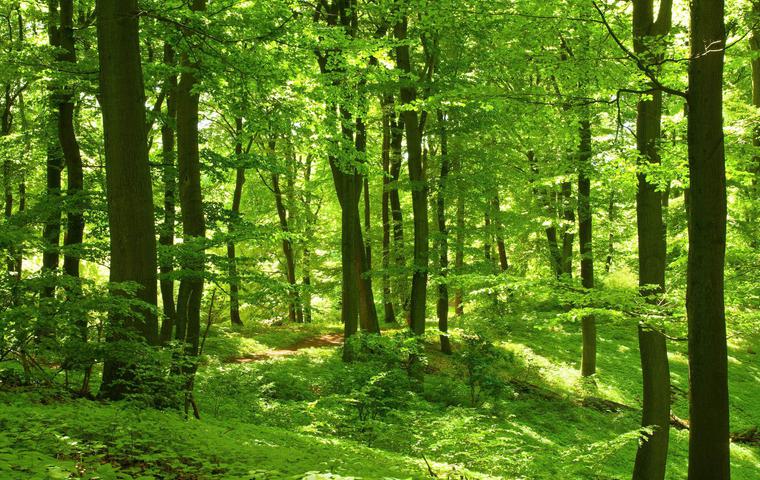 Spain north beech forest