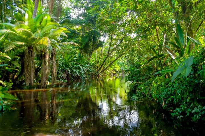 Ecuador amazon amazon jungle yasuni ecuador