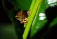 Ecuador amazon frog night walk chris bladon