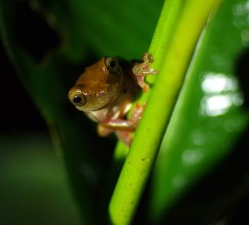 Ecuador amazon frog night walk chris bladon