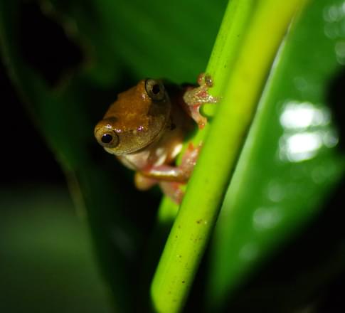 Ecuador amazon frog night walk chris bladon