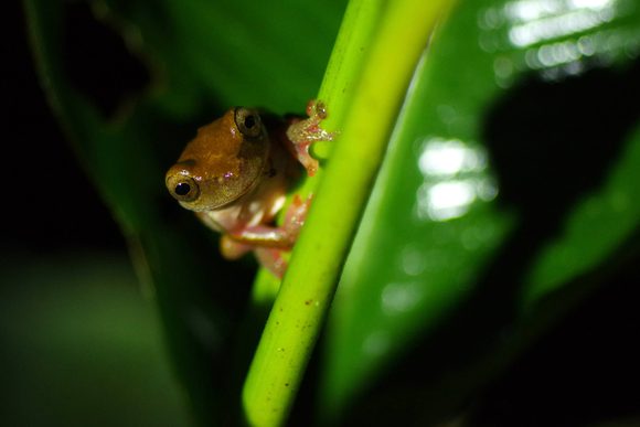 Ecuador amazon frog night walk chris bladon