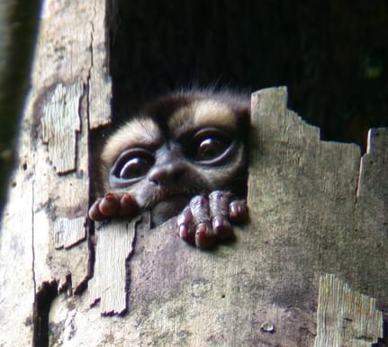 Ecuador amazon night monkey in tree