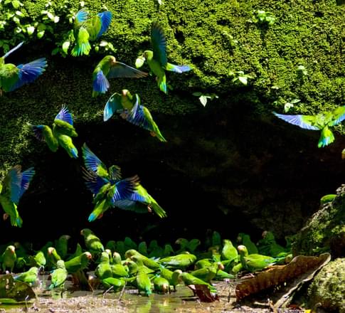 amazon parrots clay lick yasuni national park