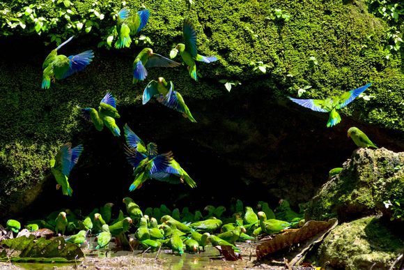 amazon parrots clay lick yasuni national park