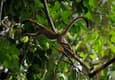 Ecuador amazon squirrel monkey 2 near lodge chris bladon