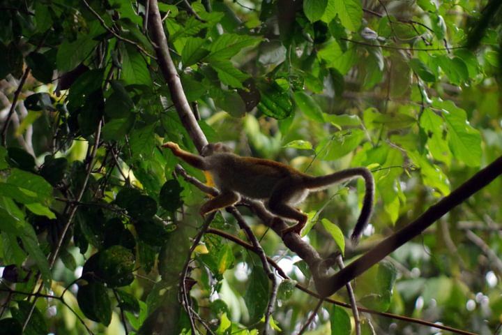 Ecuador amazon squirrel monkey near lodge chris bladon