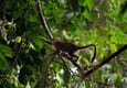 Ecuador amazon squirrel monkey near lodge chris bladon