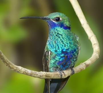 hummingbird mindo cloud forest