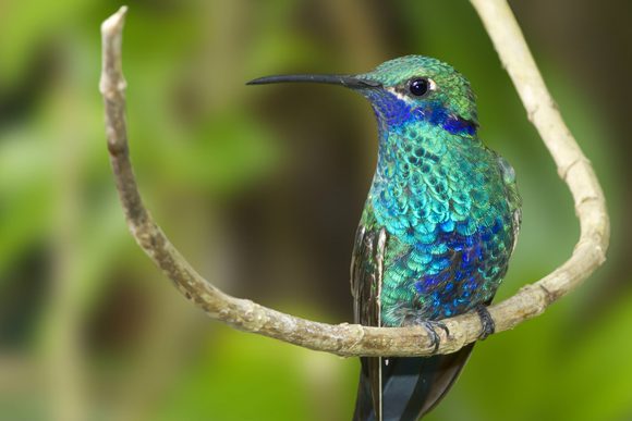 hummingbird mindo cloud forest