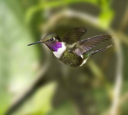 Ecuador cloudforest male purple throated woodstar hummingbird in flight