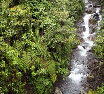 mindo river cloud forest ecuador
