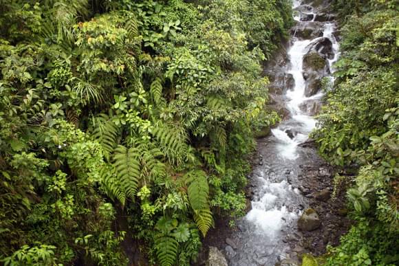 mindo river cloud forest ecuador
