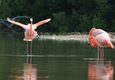 Ecuador galapagos flamingoes floreana island c jascivan carvalho