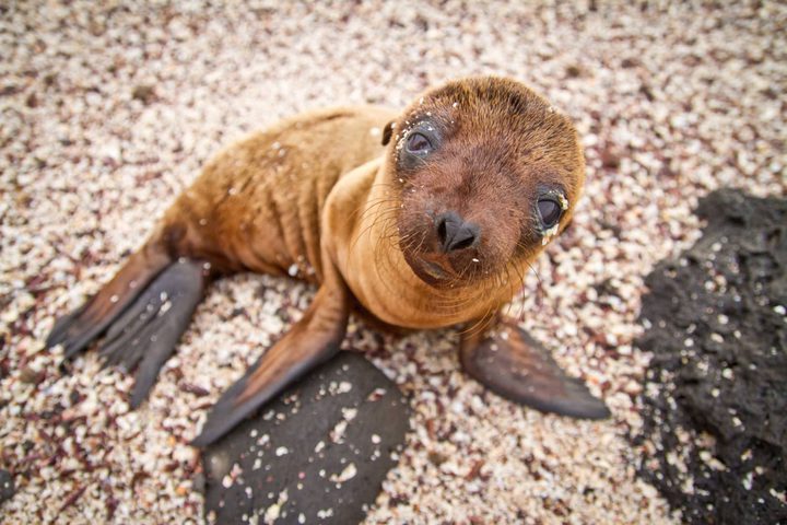 Ecuador galapagos islands baby galapagos sea lion looking at the camera