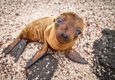 Ecuador galapagos islands baby galapagos sea lion looking at the camera