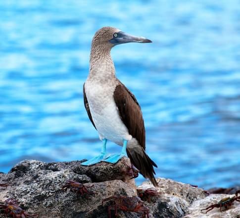 Ecuador galapagos islands blue footed booby galapagos islands
