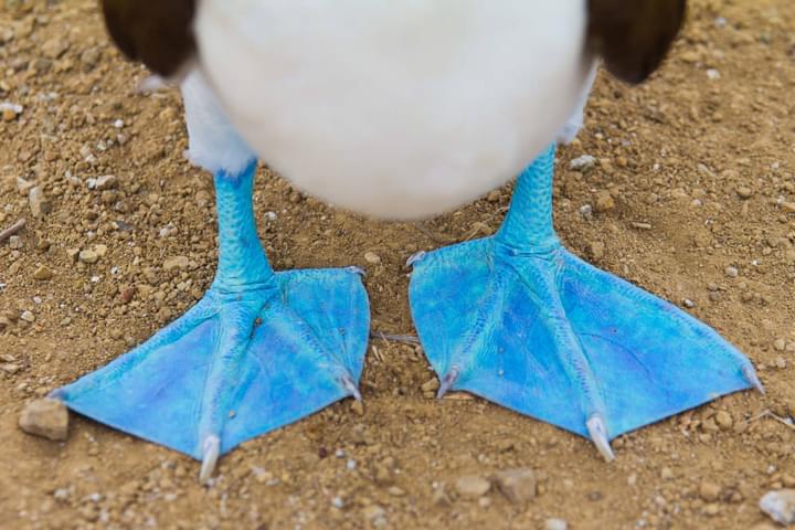 Ecuador galapagos islands close up of feet of a blue footed booby