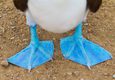 Ecuador galapagos islands close up of feet of a blue footed booby