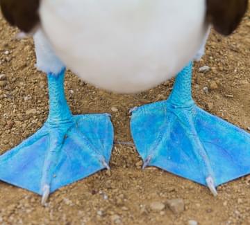 photographing blue footed boobies galapagos