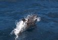 Ecuador galapagos islands dolphin jumping