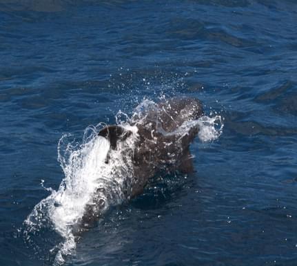 Ecuador galapagos islands dolphin jumping