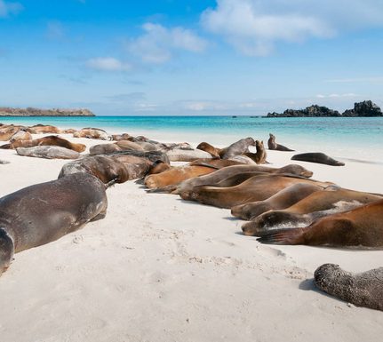 Ecuador galapagos islands espanola island galapagos with many sea lions sleeping on a beach