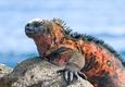 Ecuador galapagos islands galapagos marine iguana amblyrhynchus cristatus