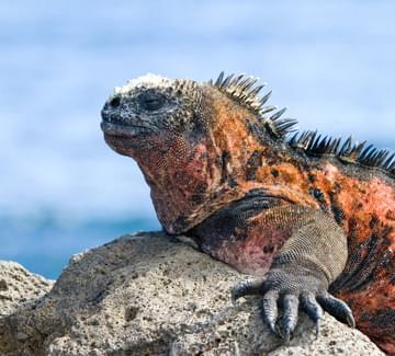 marine iguana galapagos beach