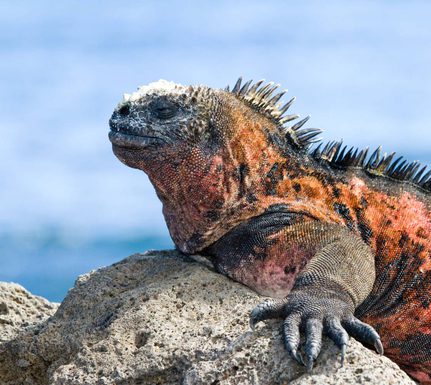 Ecuador galapagos islands galapagos marine iguana amblyrhynchus cristatus