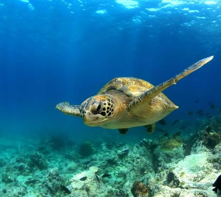Ecuador galapagos islands green sea turtle swimming underwater