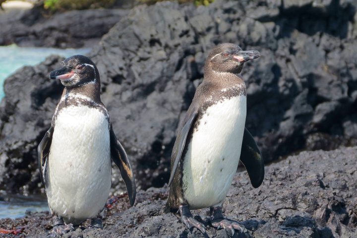 Ecuador galapagos islands isabela galapagos penguin pair