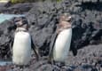 Ecuador galapagos islands isabela galapagos penguin pair