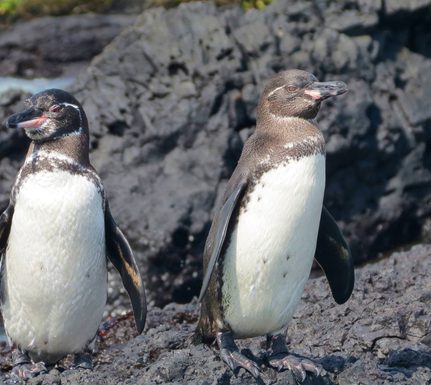 Ecuador galapagos islands isabela galapagos penguin pair