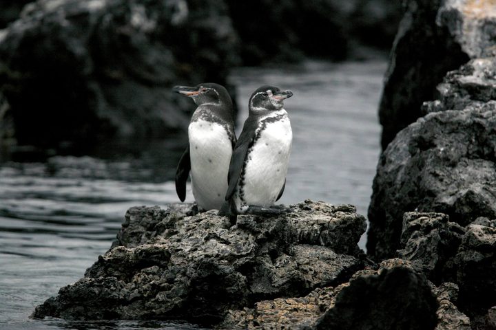 Ecuador galapagos islands land based galapagos penguins together on rock