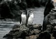 Ecuador galapagos islands land based galapagos penguins together on rock