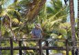 Ecuador galapagos islands land based galapagos resting in shade of palm trees