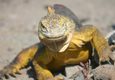 Ecuador galapagos islands land iguana