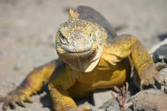 land iguana galapagos islands