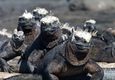 Ecuador galapagos islands marine iguana pile up fernandina island