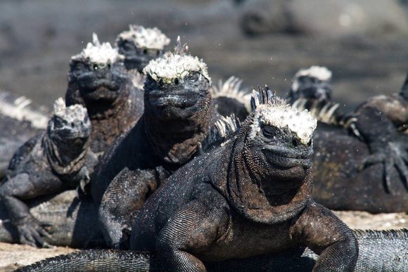 ecuador galapagos iguana