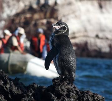 penguin and zodiac boat galapagos